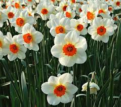 Narcissus Barrett Browning White Flower Farm Spring Flowering Bulbs Daffodil Gardening