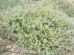 Image result for Salvia stenophylla