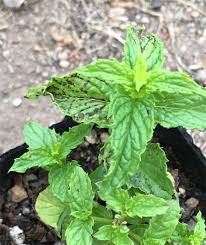 ミント Mentha ヘルプ Q A ハーブ苗の通販 無農薬 安心の専門店 Soramimiハーブショップ