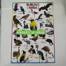 Pheasant merupakan nama jenis burung famili phasianinae. Dijual Poster Edukasi Nama Jenis Burung Unggas Hewan Binatang Mainan Murah Terbaik Shopee Indonesia