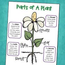 Plant Life Cycle Science Posters With Parts Of A Plant Photosynthesis Free