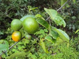 Image result for Salacia madagascariensis