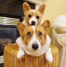 Cuddle clones are custom stuffed animals made to look exactly like your furry best friend!! Custom Stuffed Pets Clonemypet Twitter
