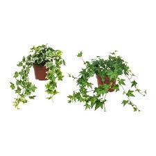 Hedera Helix Potplant Klimop Ikea Lierre Planter Des Fleurs Plante Grimpante