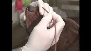 The placement of nasal lines can be convenient in such dogs. Nasal Oxygen Catheter Placement In The Dog Youtube