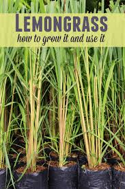 I've read you could keep it in a cooler room and it will go dormant for winter, but i don't have experience with that. Lemongrass How To Grow It And Use It The Prairie Homestead