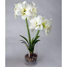 Amaryllis Alfresco One Bulb With Hurricane Vase Kit Amaryllis Amaryllis Bulbs White Flower Farm