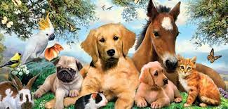 Get address, phone, reviews at asklaila. Pet S And Vet S Home Facebook