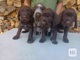 Image result for německý ohař drátosrstý stavba těla