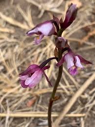 Image result for Eulophia hians