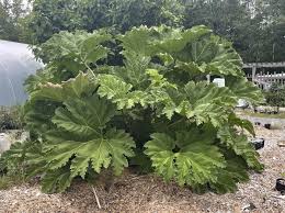 Image result for Gunnera