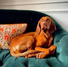 We did not find results for: 6 Best Vizsla Breeders In The United States 2021 We Love Doodles
