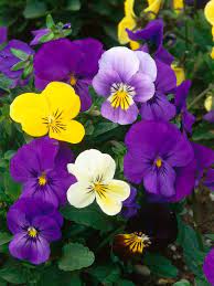 25 Shade Loving Plants For Containers And Hanging Baskets Container Plants Purple Flowers Pansies