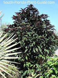 Image result for Clerodendrum fuscum