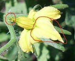 The female flower will have a small fruit at the base of her stem. Promiscuously Pollinated Tomatoes And The Bees That Make Them Possible Mason Bees Forum At Permies