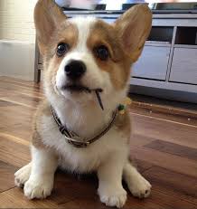 Pin By Sari Davies On Pembroke Corgi Cuties Corgi Dog Crazy Dog Corgi