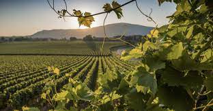 Chardonnay, pinot noir, pinot blanc. Franciacorta Relais I Due Roccoli