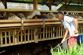 Kelebihan dan harga terbaru 2021. 7 Cara Ternak Kambing Modern Untuk Pemula Untung
