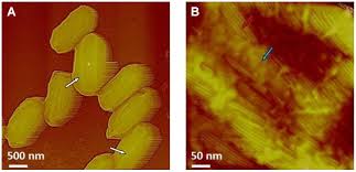 All times on the site are utc. Frontiers Fighting Ebola With Novel Spore Decontamination Technologies For The Military Microbiology