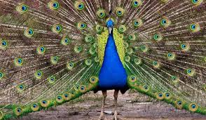 Share your style tag @peacocks_fashion and use #mypeacocks to be featured. 7 Reasons Peacocks Make Good Pets And 7 Reasons Why They Don T Farmhouse Guide