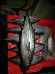 Rumahan is smaller in size with slimmer body.like ikan kayu it is also very common in the fish market in sabah. Kau2 Fresh Dia Ikan Kayu N Barracuda Fresh Fish Supplies Facebook
