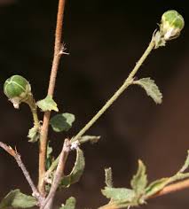 Image result for Hibiscus micranthus