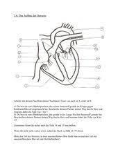 Biologie Arbeitsmaterialien Herz Kreislauf 4teachers De