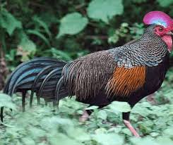 Menetaskan telur ayam hutan anak ayam hutan penetasan sederhana ternak ayam hutan. Ayam Hutan Jenis Ciri Habitat Dan Harganya