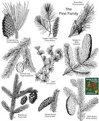 pinaceae pine family identify shrubs and trees