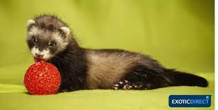 For example, albino ferret cost similar to cinnamon ferret price, but angora ferret price is much higher because they are considered unusual and rare. How Much Does It Cost To Keep A Ferret Exoticdirect