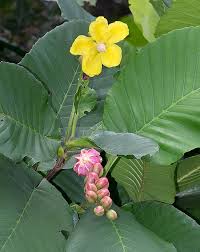 Image result for Dillenia