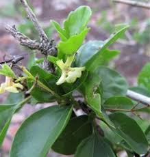 Image result for Premna mooiensis