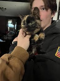 Anyone missing a cat?