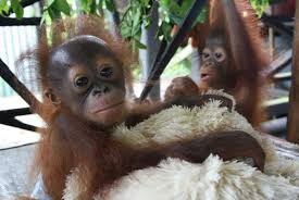 Este o categorie mult mai largă decât își dau seama majoritatea oamenilor. Au DispÄƒrut Din SÄƒlbÄƒticie DupÄƒ Ce Au Fost FolosiÈ›i Drept Animale De Companie Exotice