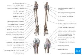 It conveniently adapts to gravity. Leg And Knee Anatomy Bones Muscles Soft Tissues Kenhub