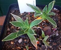 Image result for Nananthus aloides