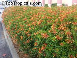 Image result for Hamelia patens