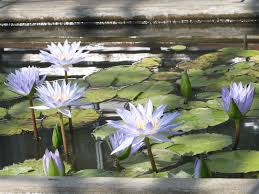 Image result for Nymphaea divaricata