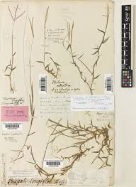 Image result for Digitaria longiflora