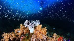 Apabila ekosistem alami rusak cahaya matahari tersebut dibutuhkan oleh rumput laut dan terumbu karang untuk berfotosintesis. Pemanasan Global Mulai Mengancam Ekosistem Laut Ini Cara Ilmuwan Bikin Terumbu Karang Tahan Panas Tribun Manado