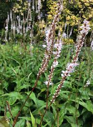 Image result for Persicaria