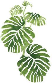 Planta Toxica Monstera Deliciosa Variegata Costela De Adao Split Leaf Philodendron Fruit Salad Pla Plant Painting Hanging Paintings Modern Canvas Painting