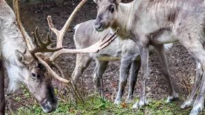 Nicoledobrikov nackt Explore Nicoledobrikovs leaked nude