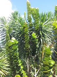 Image result for Diospyros mweroensis