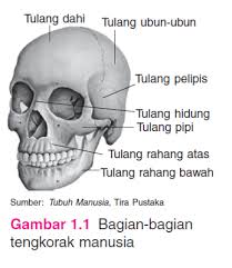 Maybe you would like to learn more about one of these? Sebagai Penyusun Rangka Tulang Merupakan Jaringan Hidup Yang Terdiri Atas Sel Sel Tulang Pembuluh Pembuluh Darah Dan Saraf Disebut Jaringan Hidup Karena Tulang Dapat Tumbuh Dan Berkembang Sel Sel Tulang Mengandung Banyak Kalsium Zat