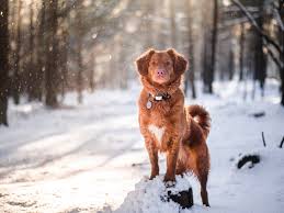 Check spelling or type a new query. Wallpaper Retriever Golden Retriever Labrador Retriever Puppy Nova Scotia Duck Tolling Retriever Background Download Free Image