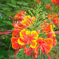 Image result for Caesalpinia rubra