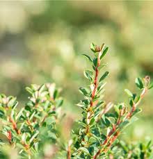 Image result for Cotoneaster microphyllus