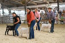 Goat Show — Miami County Fairgrounds