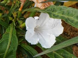 Image result for Kyllinga alba